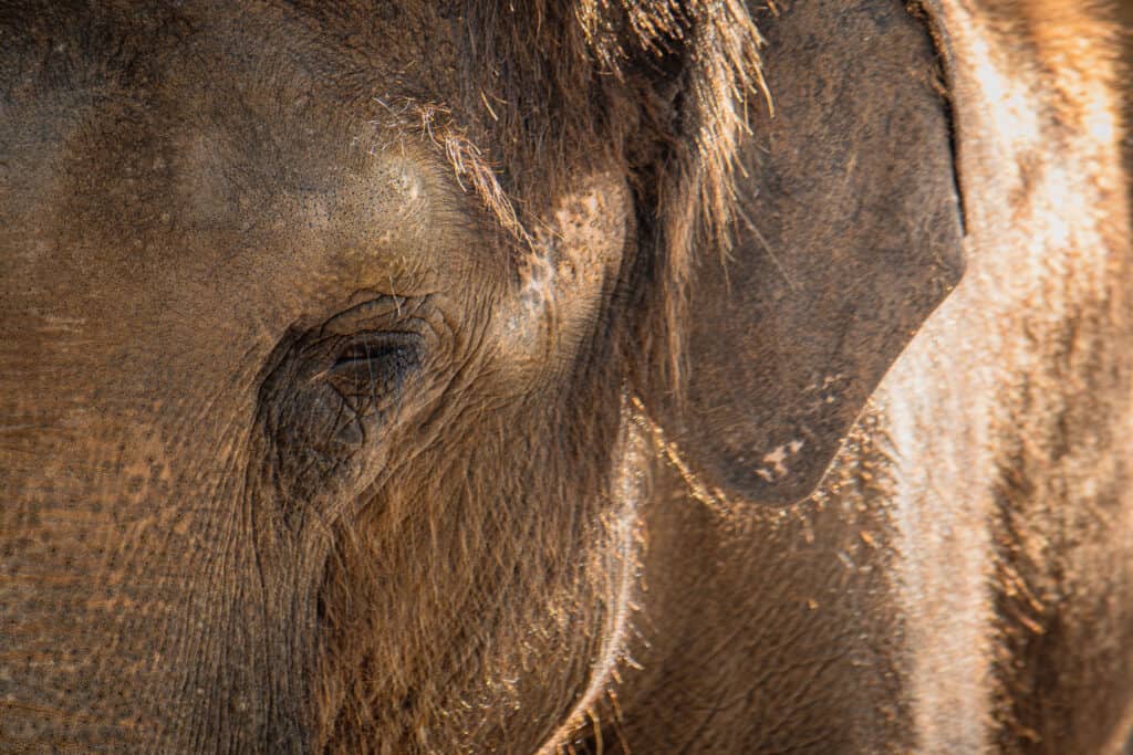 Elephant Preserve Blog-22