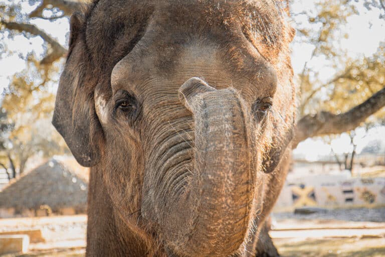 asian elephant from the preserve in fredricksburg